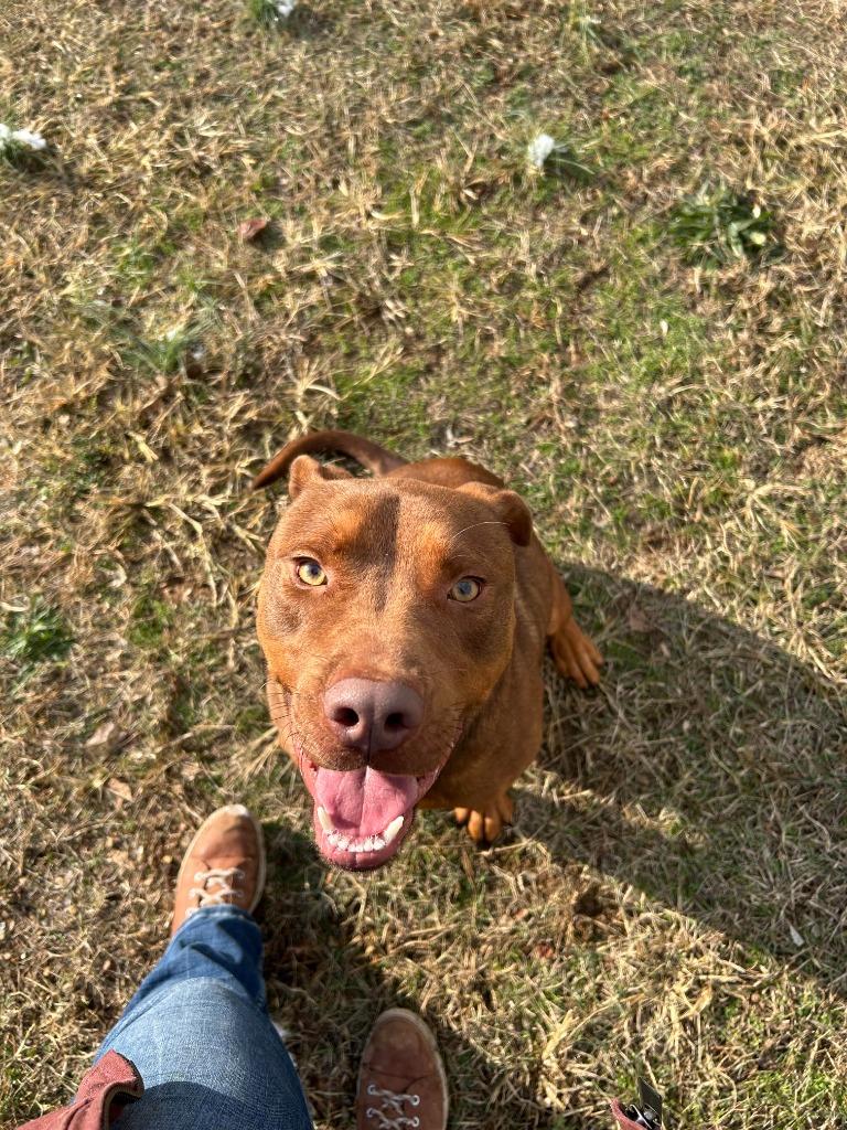 Cody/Kobe, a Adoptable mixed breed in Johnson City, TN image 1/5
