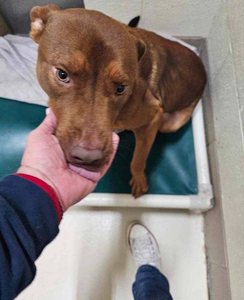 Cody/Kobe, a Adoptable mixed breed in Johnson City, TN image 2/5