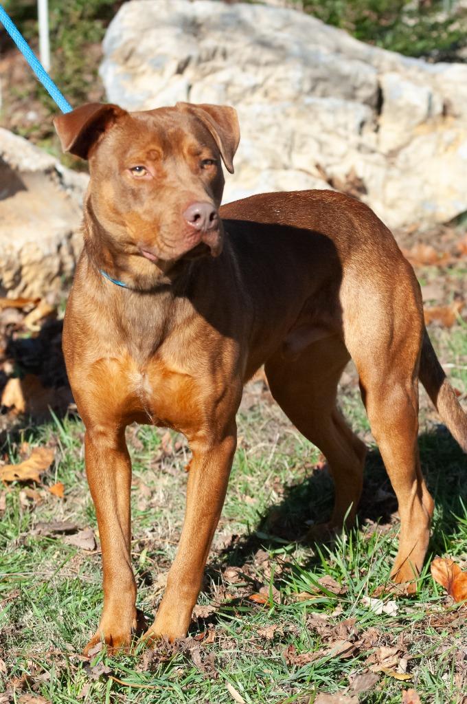 Cody/Kobe, a Adoptable mixed breed in Johnson City, TN image 3/5