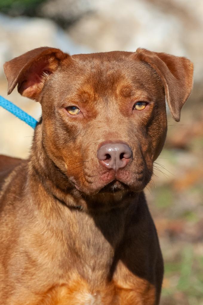 Cody/Kobe, a Adoptable mixed breed in Johnson City, TN image 4/5