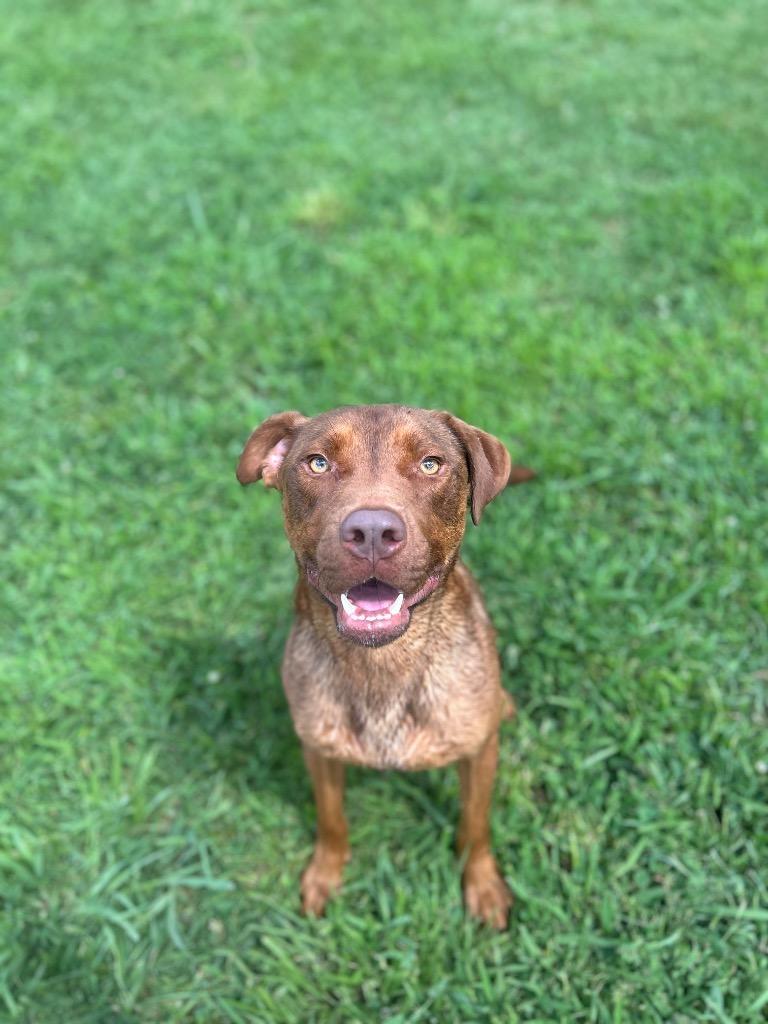 Cody/Kobe, a Adoptable mixed breed in Johnson City, TN image 5/5