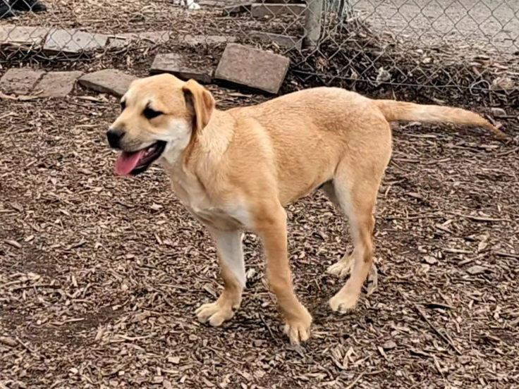 Enlarge Chad, a Adopted Saint Bernard in Ringwood, NJ image 2/3