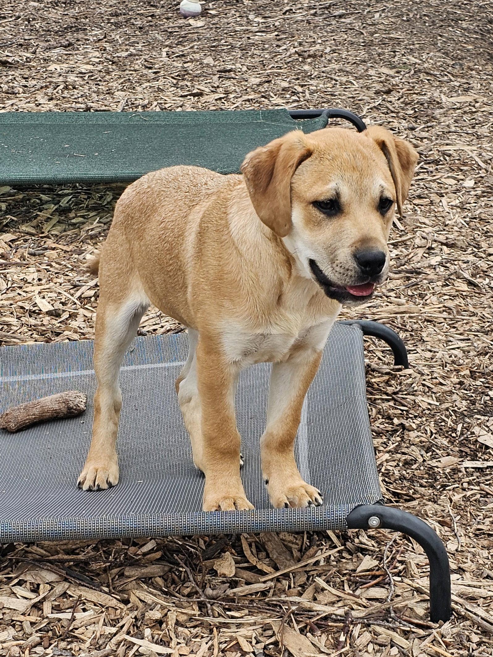 Chad, Adopted, Puppy Male Saint Bernard.