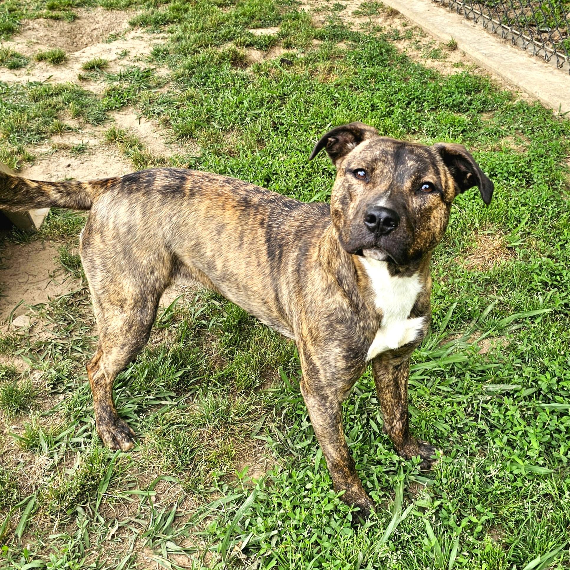 Drew, a Adoptable Mixed Breed in Searcy, AR image 2/6