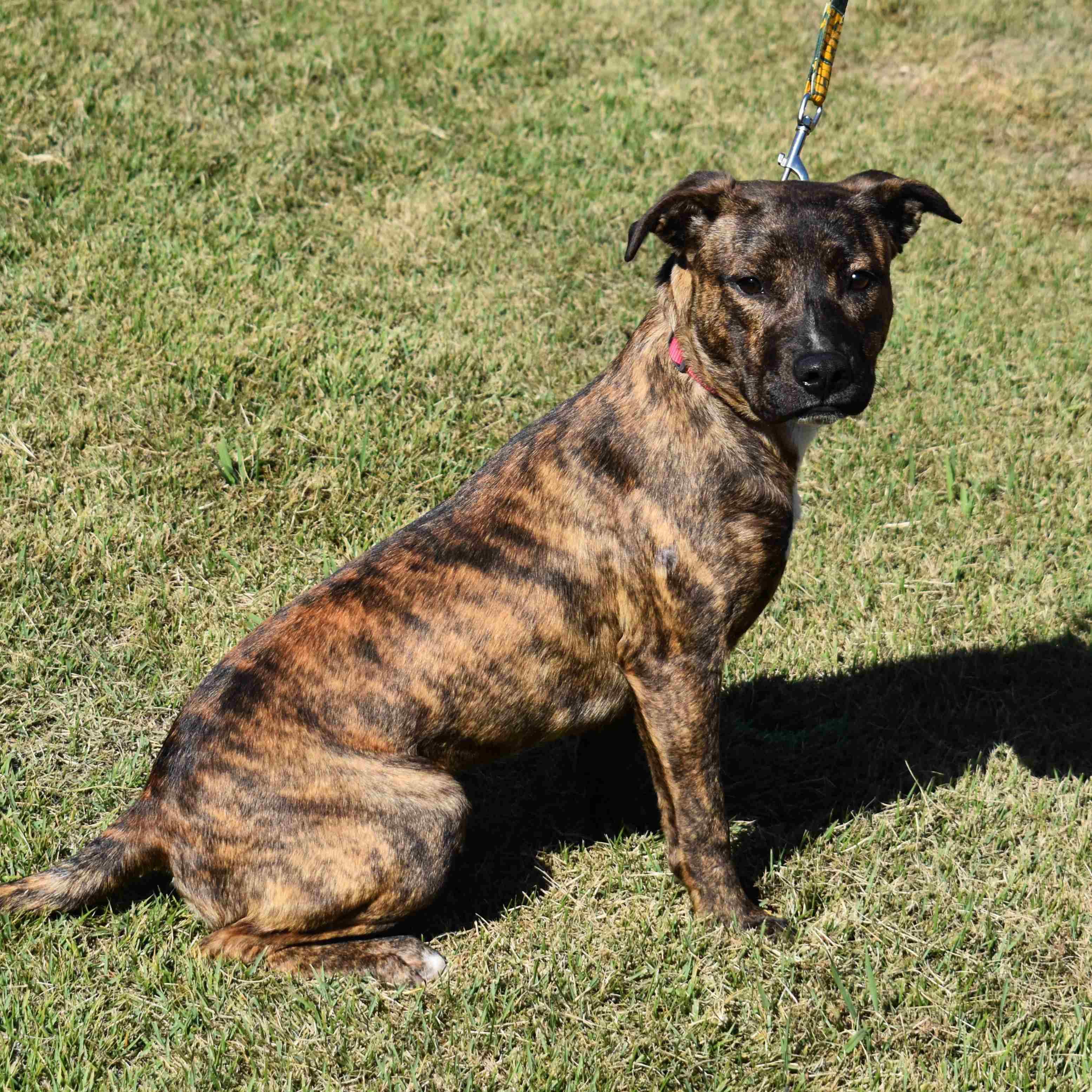 Drew, a Adoptable Mixed Breed in Searcy, AR image 5/6