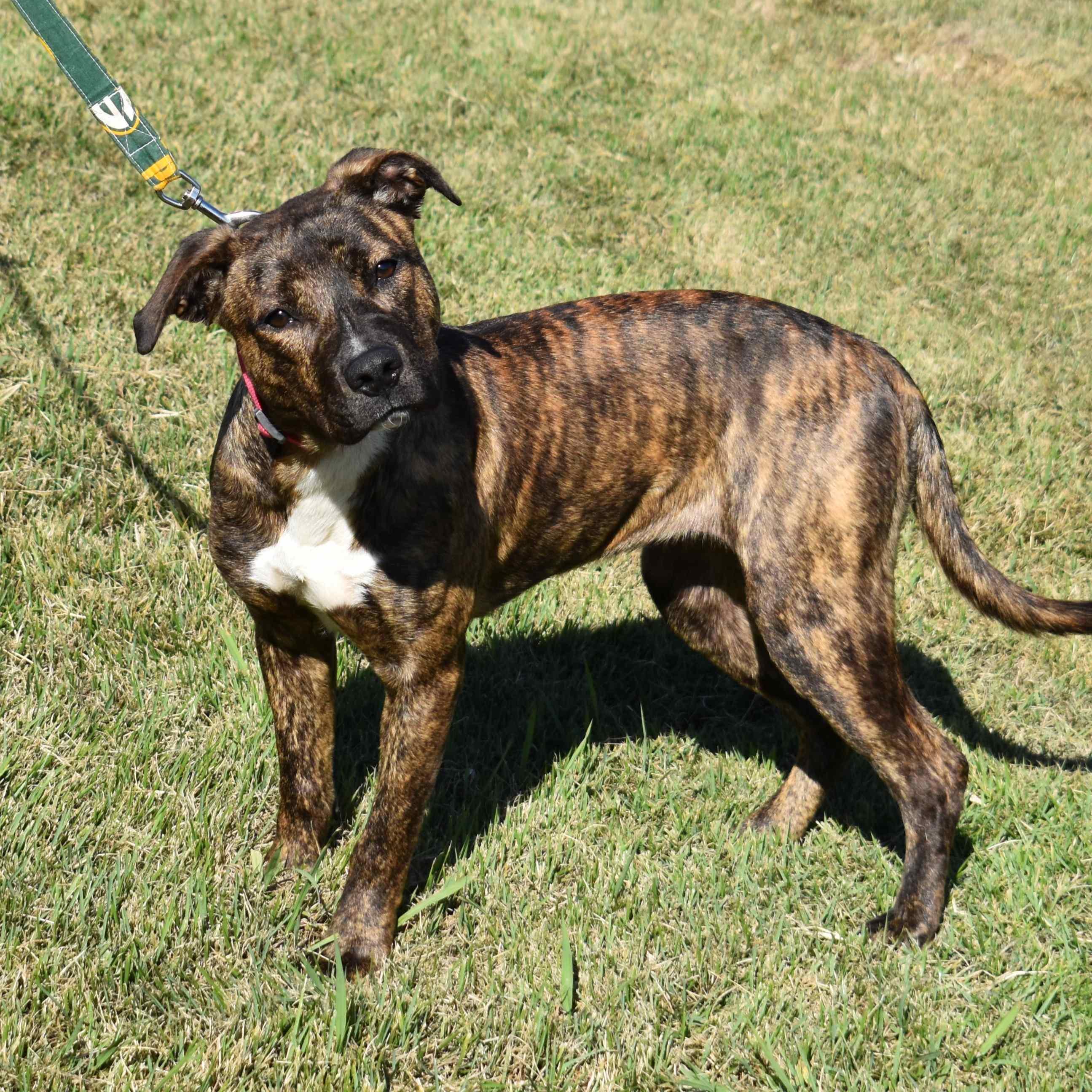 Drew, a Adoptable Mixed Breed in Searcy, AR image 6/6