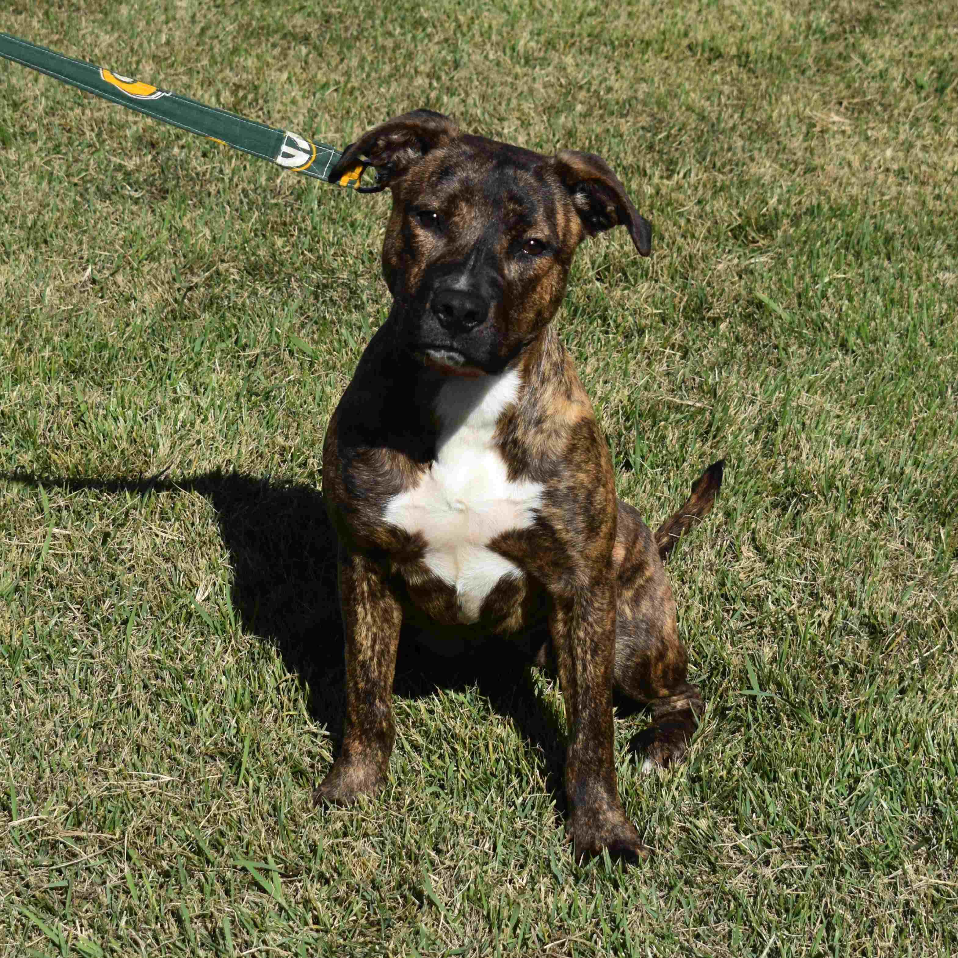 Drew, a Adoptable Mixed Breed in Searcy, AR image 2/6