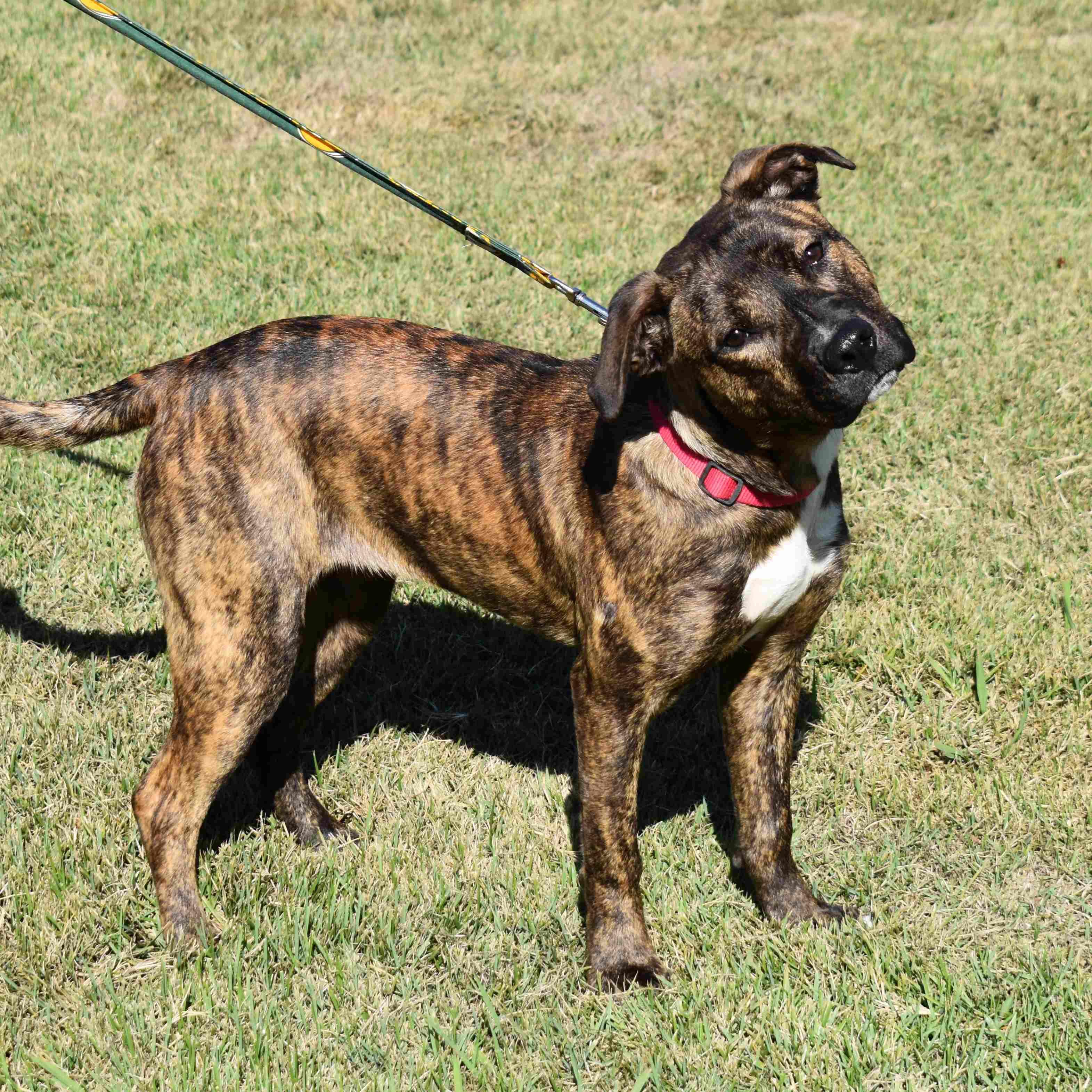 Drew, Adoptable, Young Female Mixed Breed.