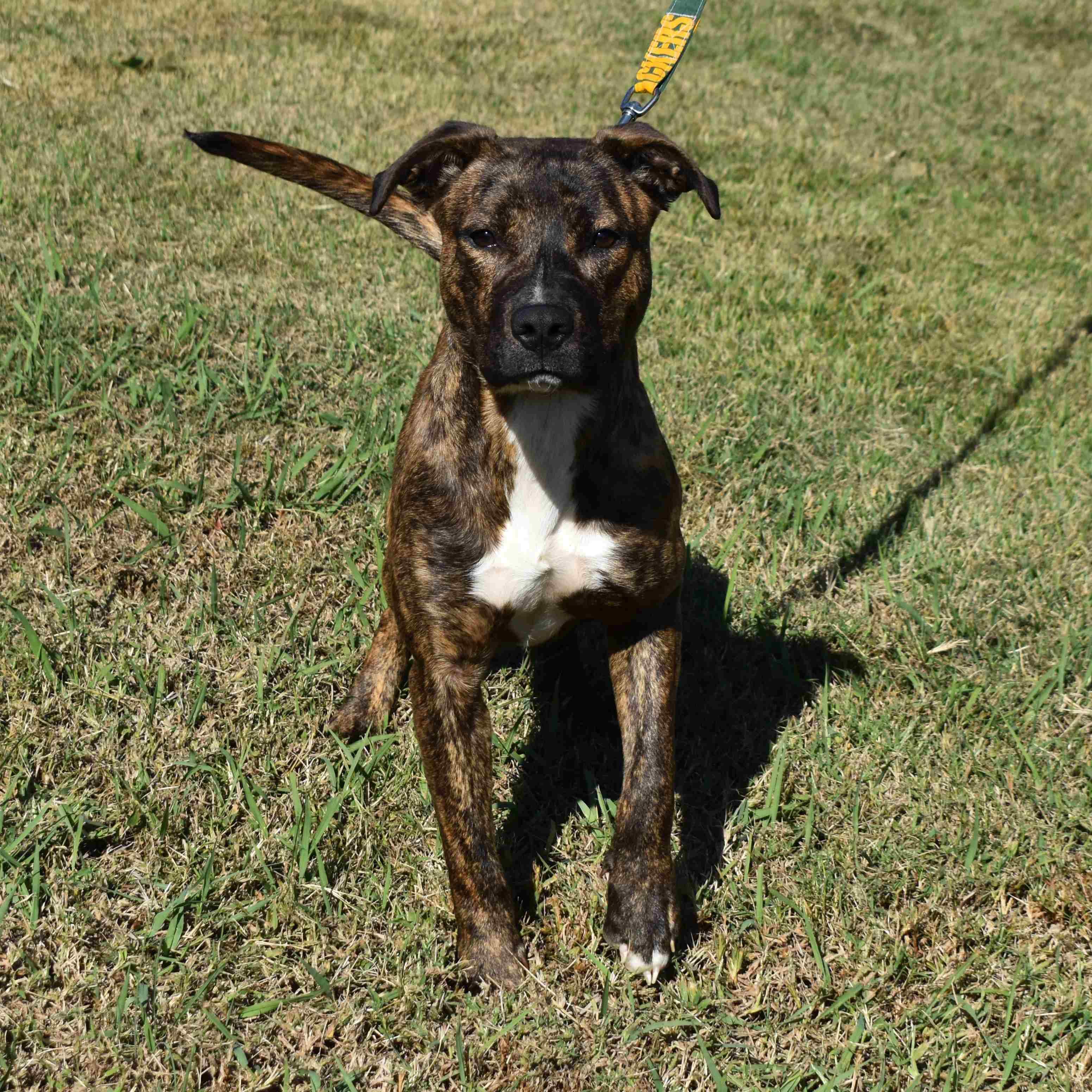 Drew, a Adoptable Mixed Breed in Searcy, AR image 4/6