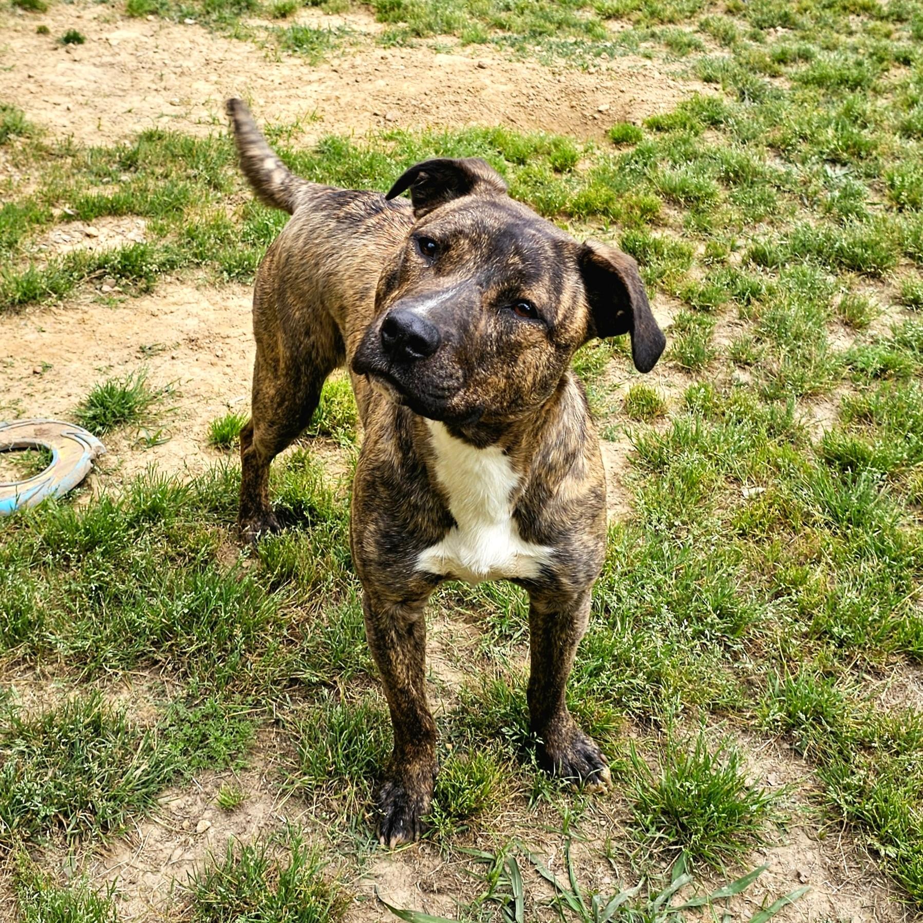 Drew, Adoptable, Young Female Mixed Breed.