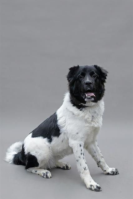 Enlarge GRETA, a Adoptable mixed breed in Belleville, IL image 1/1