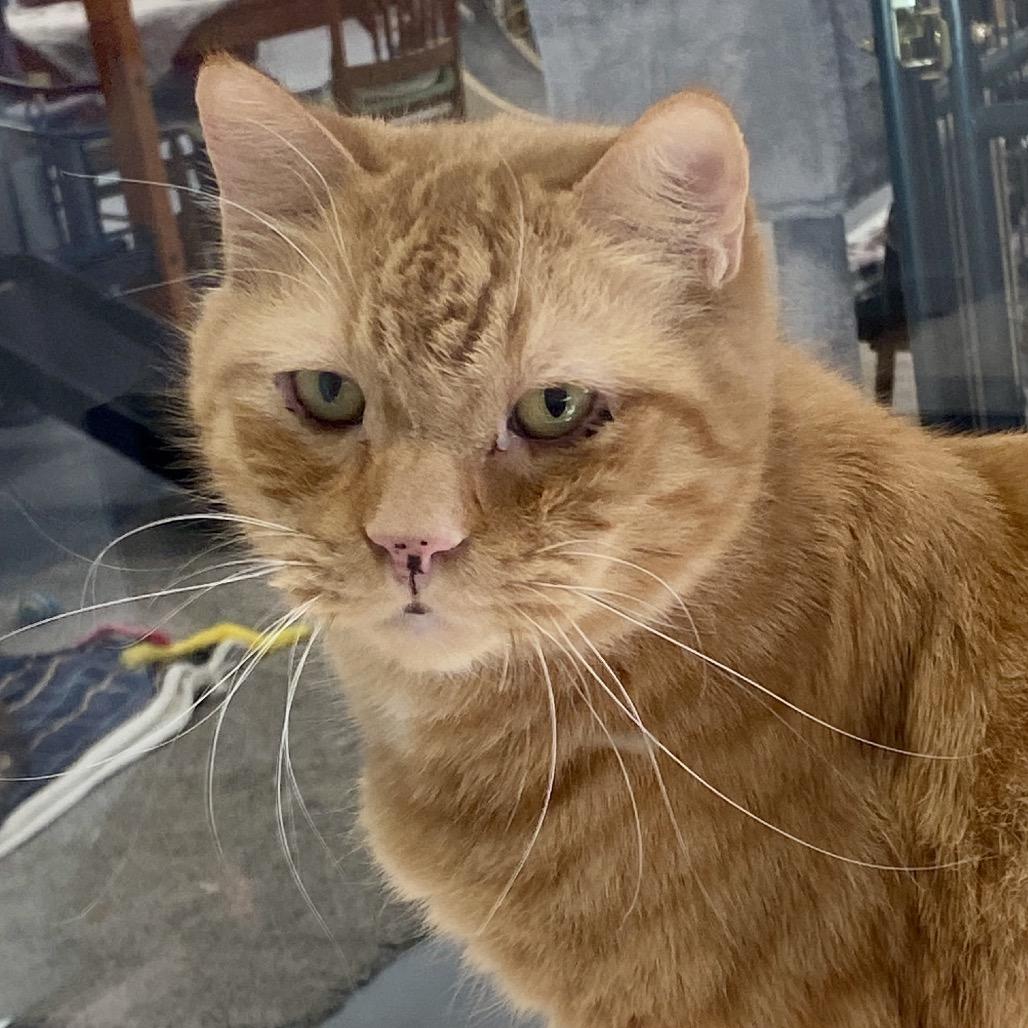 Walter, Adoptable, Adult Male Domestic Short Hair.