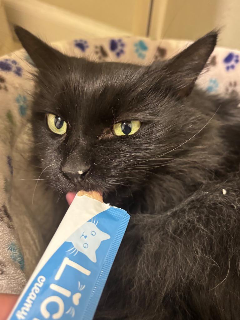 Maybelline, Adoptable, Senior Female Domestic Long Hair.