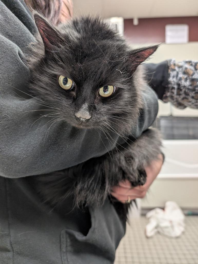 Enlarge Maybelline, a Adoptable mixed breed in Fall River, MA image 2/6