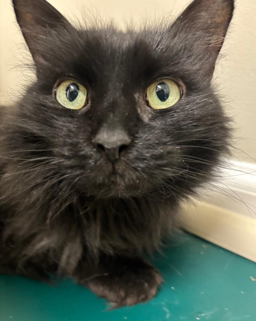 Enlarge Maybelline, a Adoptable mixed breed in Fall River, MA image 3/6