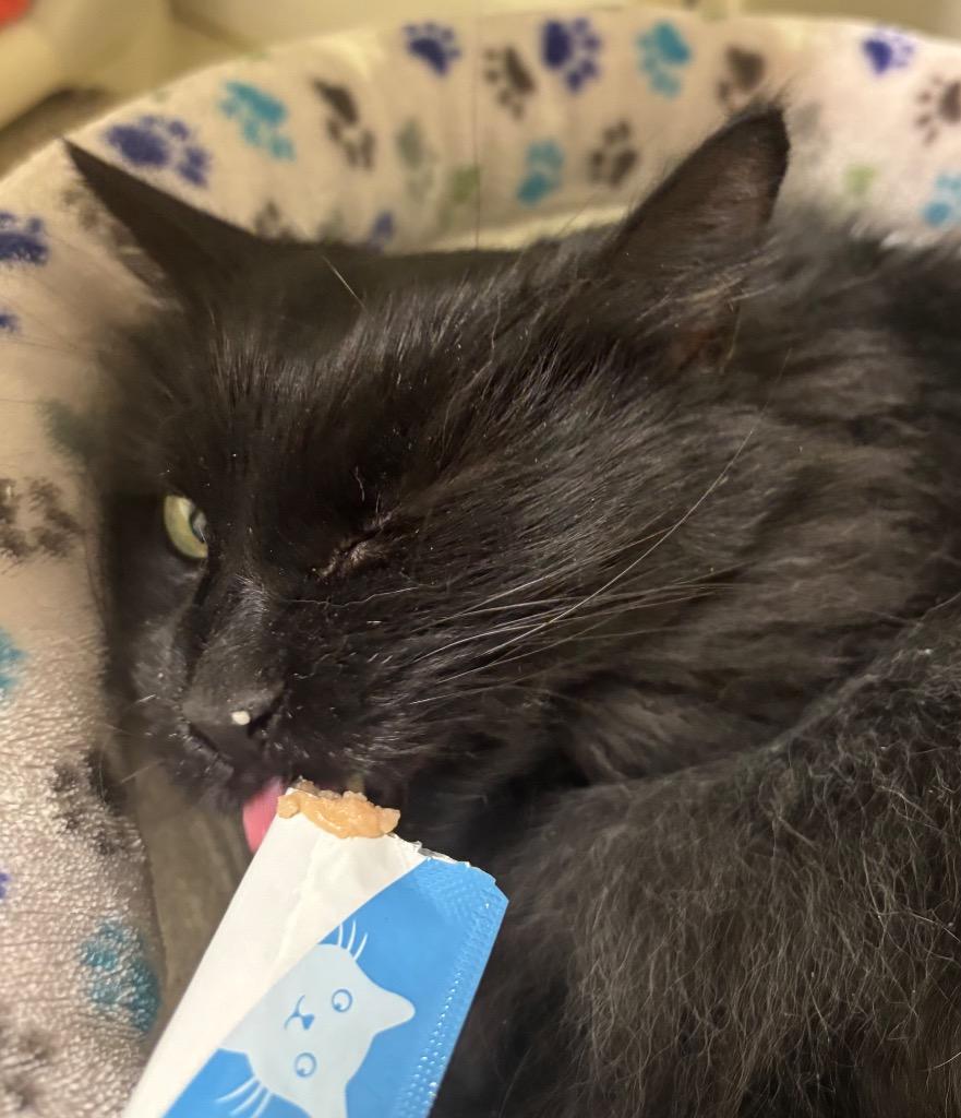 Enlarge Maybelline, a Adoptable mixed breed in Fall River, MA image 4/6