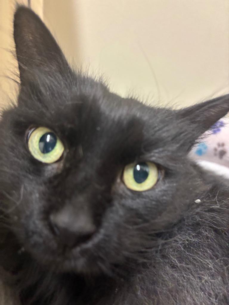 Enlarge Maybelline, a Adoptable mixed breed in Fall River, MA image 5/6