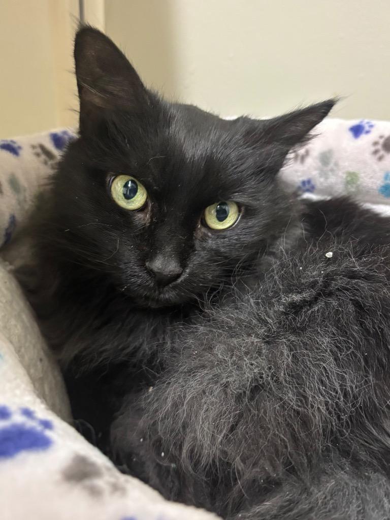 Enlarge Maybelline, a Adoptable mixed breed in Fall River, MA image 6/6