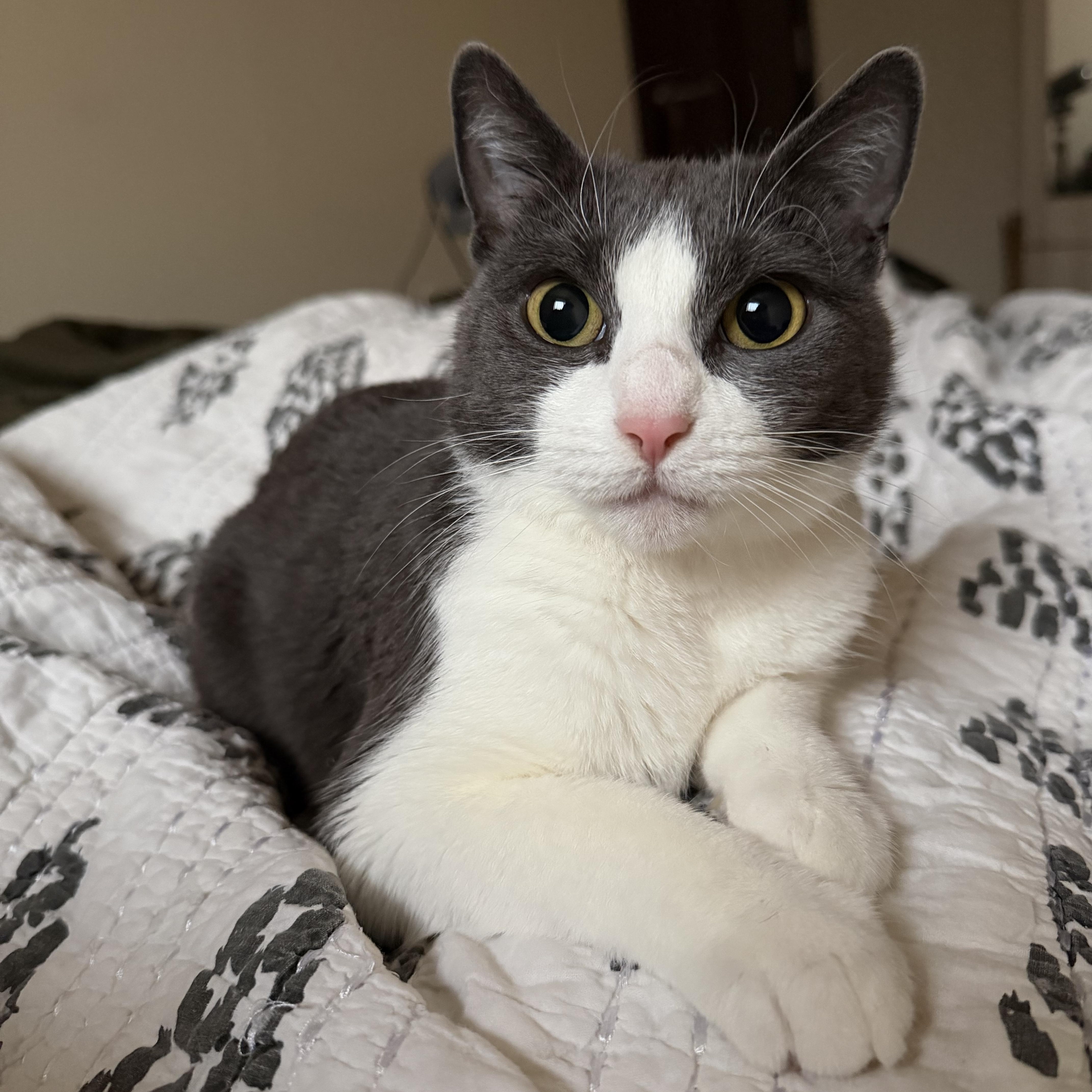 Whitely, ADOPTABLE, Young Female Domestic Short Hair.