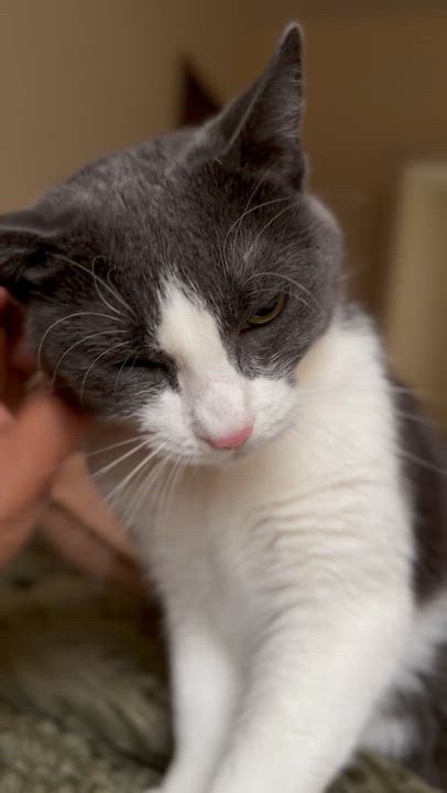 Enlarge Whitely, a ADOPTABLE Domestic Short Hair in Brooklyn, NY video 1/2