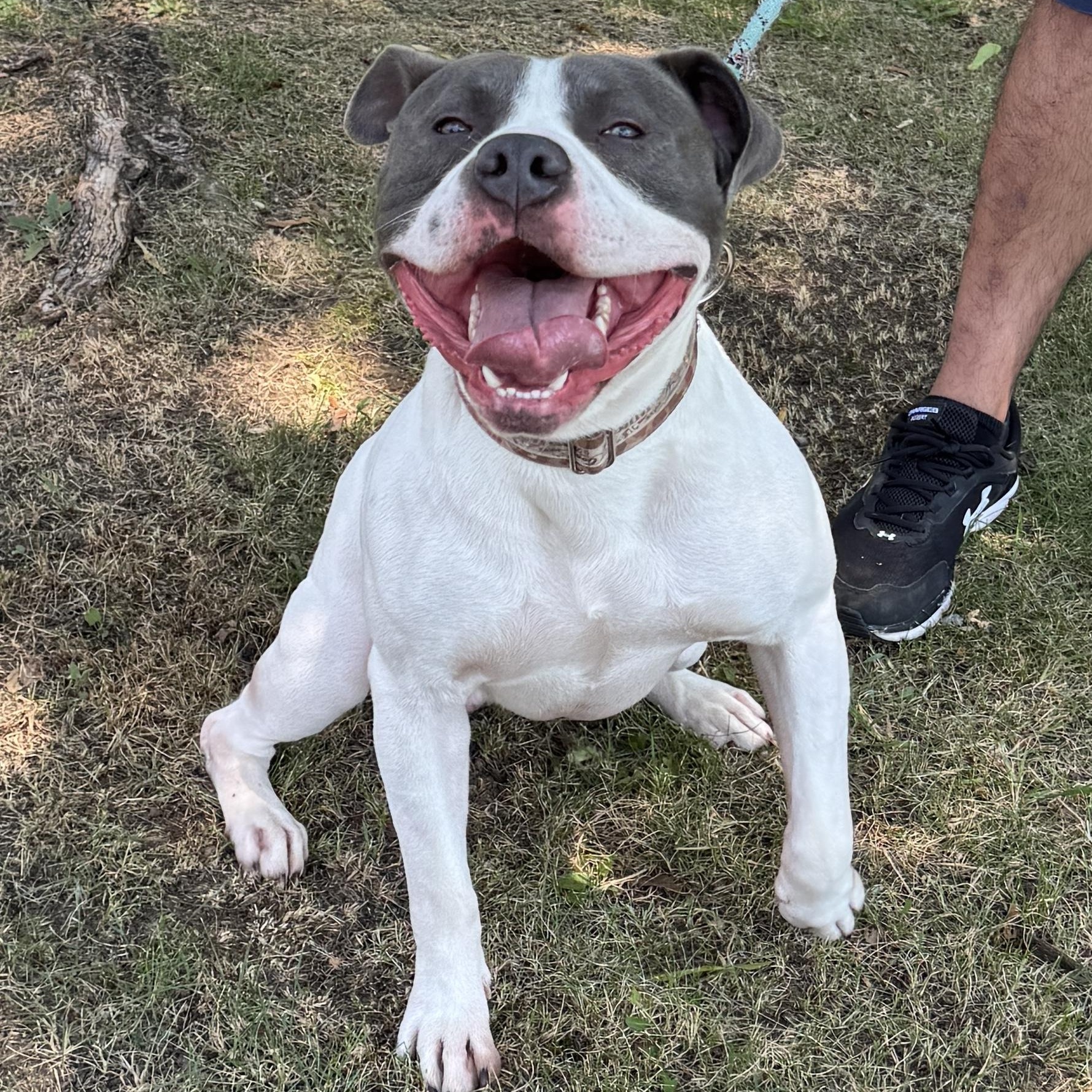 This is WALLY - Courtesy posting - 2 yr old, sweet. vaccinated