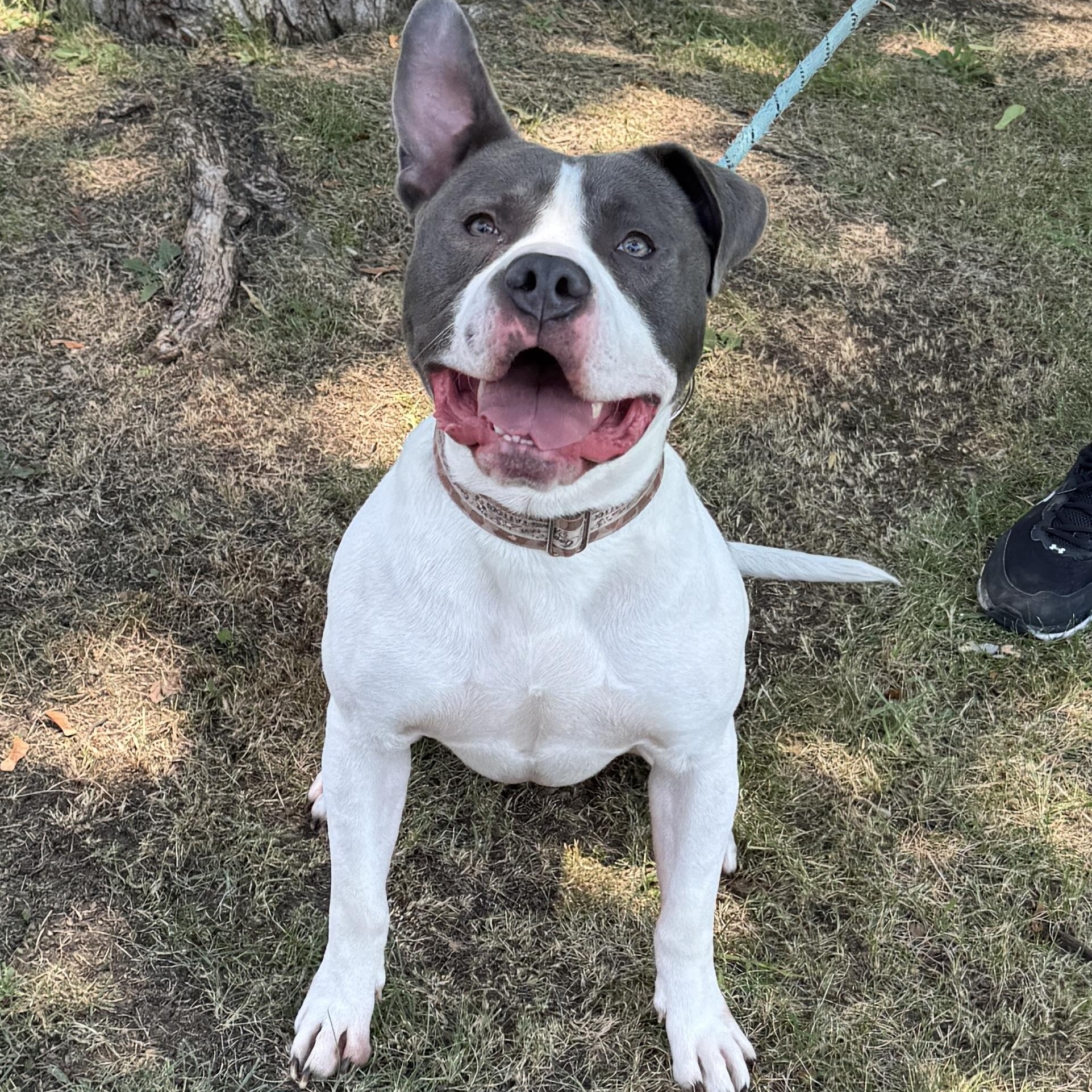 This is WALLY - Courtesy posting - 2 yr old, sweet. vaccinated