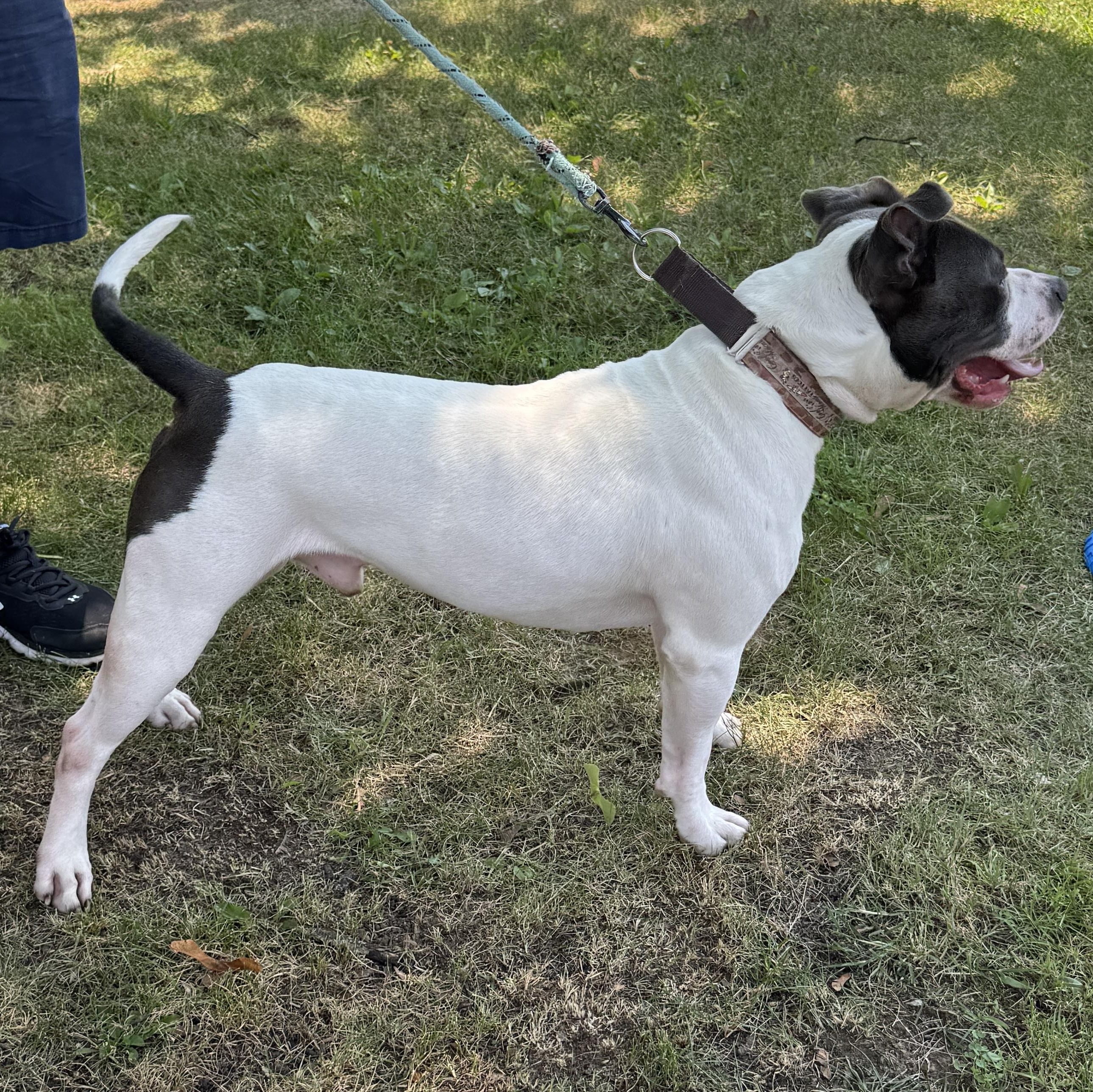 This is WALLY - Courtesy posting - 2 yr old, sweet. vaccinated