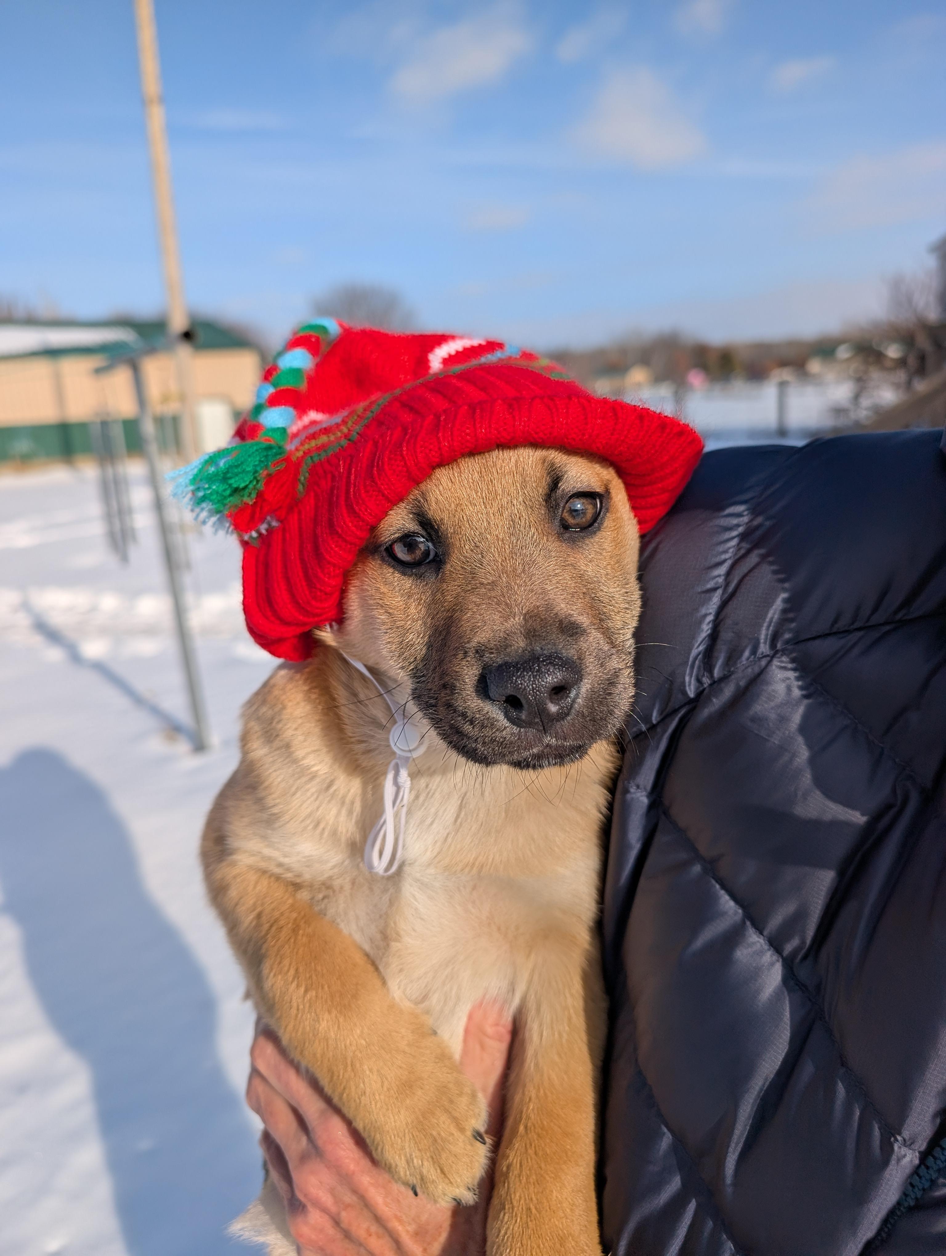 Tanner, ADOPTABLE, Puppy Male Shepherd & Retriever.