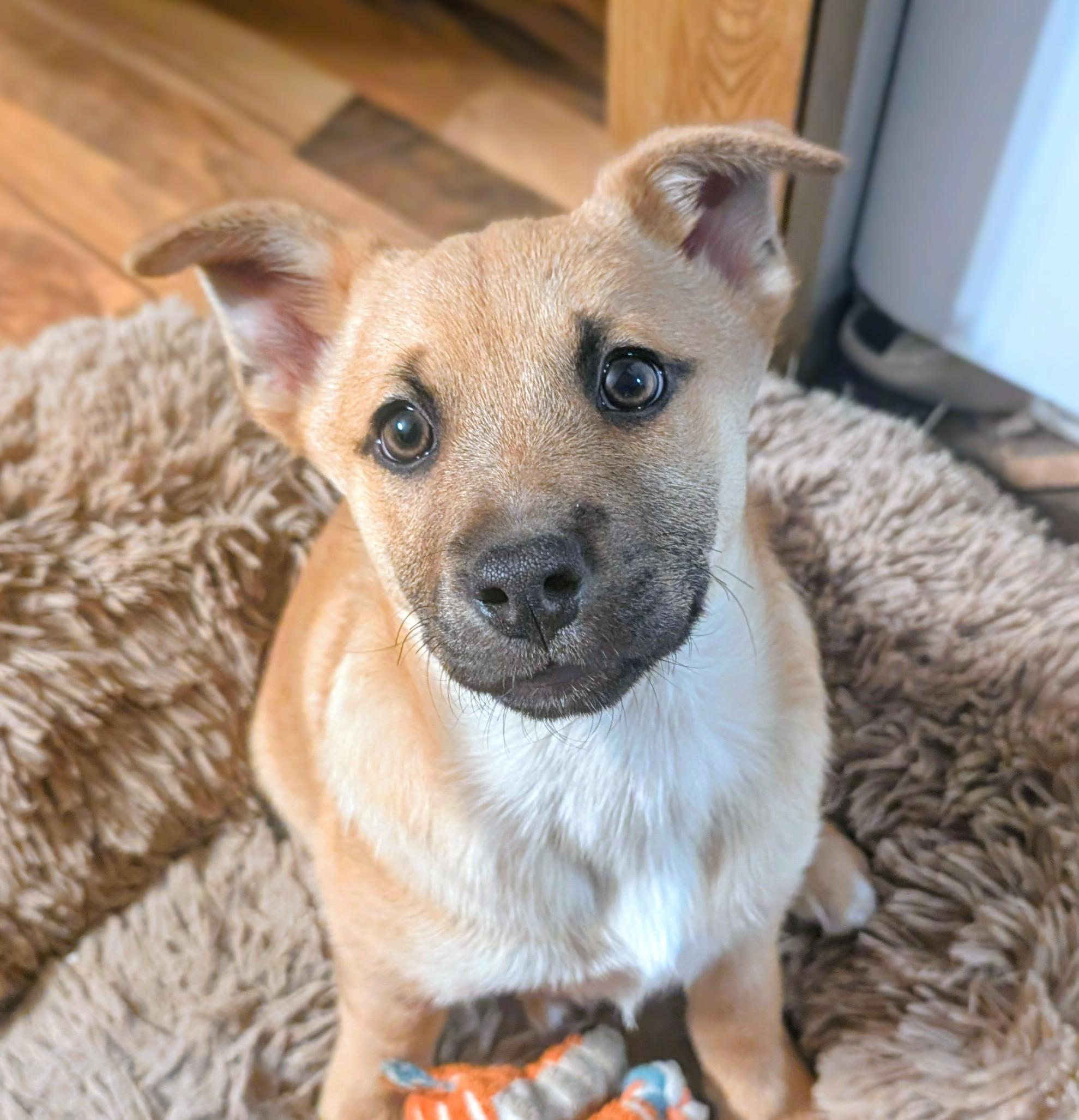 Tanner, ADOPTABLE, Puppy Male Shepherd & Retriever.