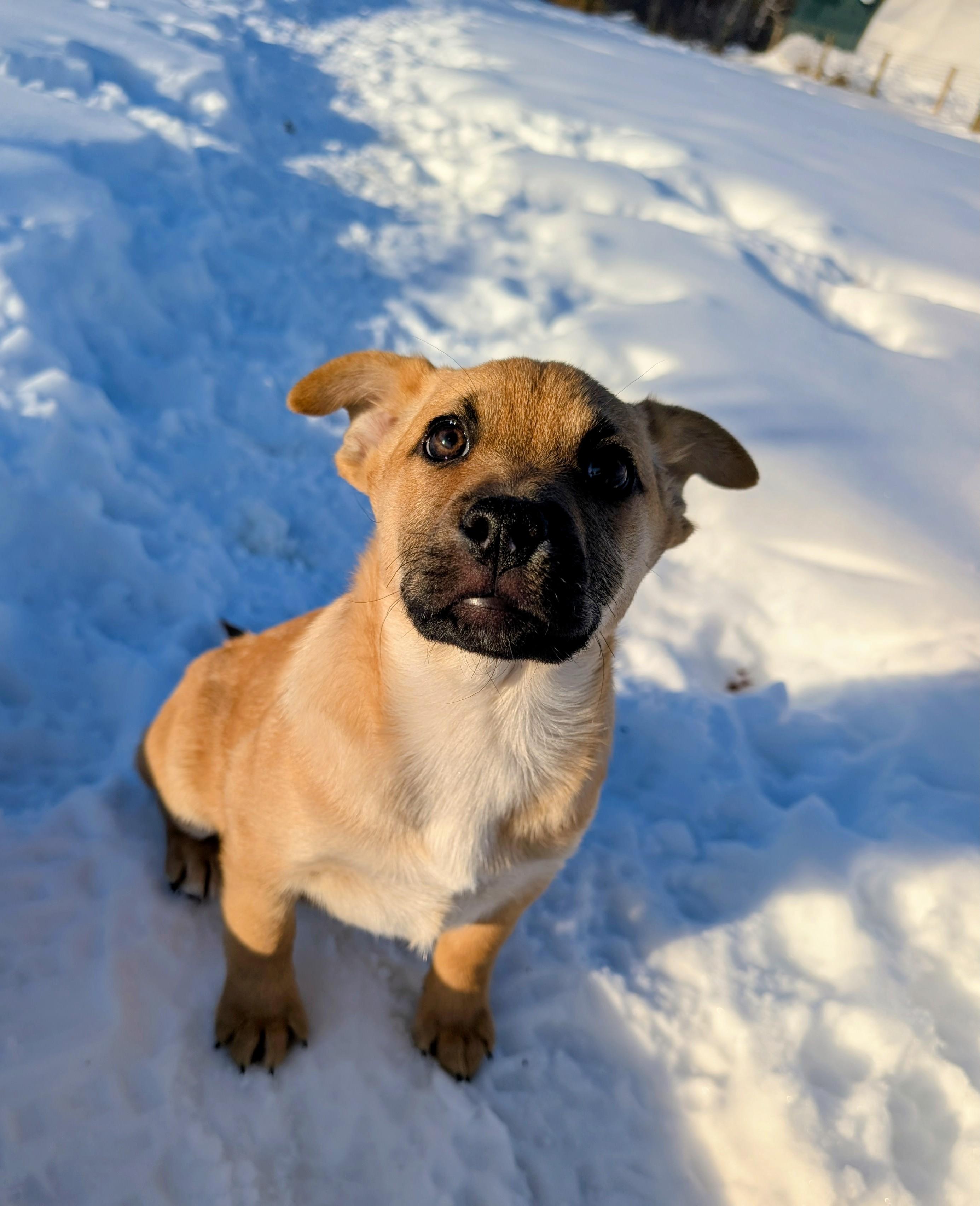 Tanner, ADOPTABLE, Puppy Male Shepherd & Retriever.