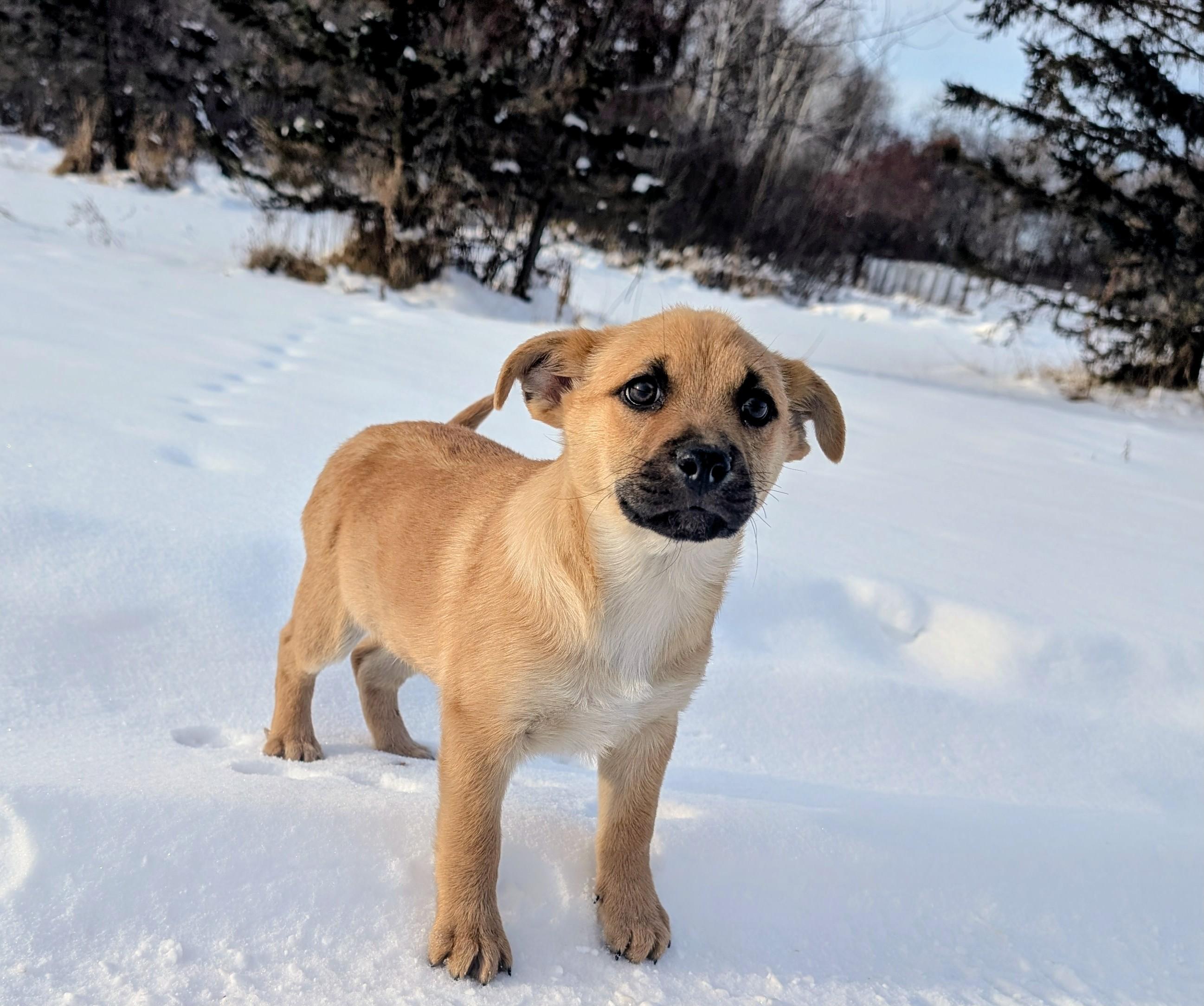 Tanner, ADOPTABLE, Puppy Male Shepherd & Retriever.