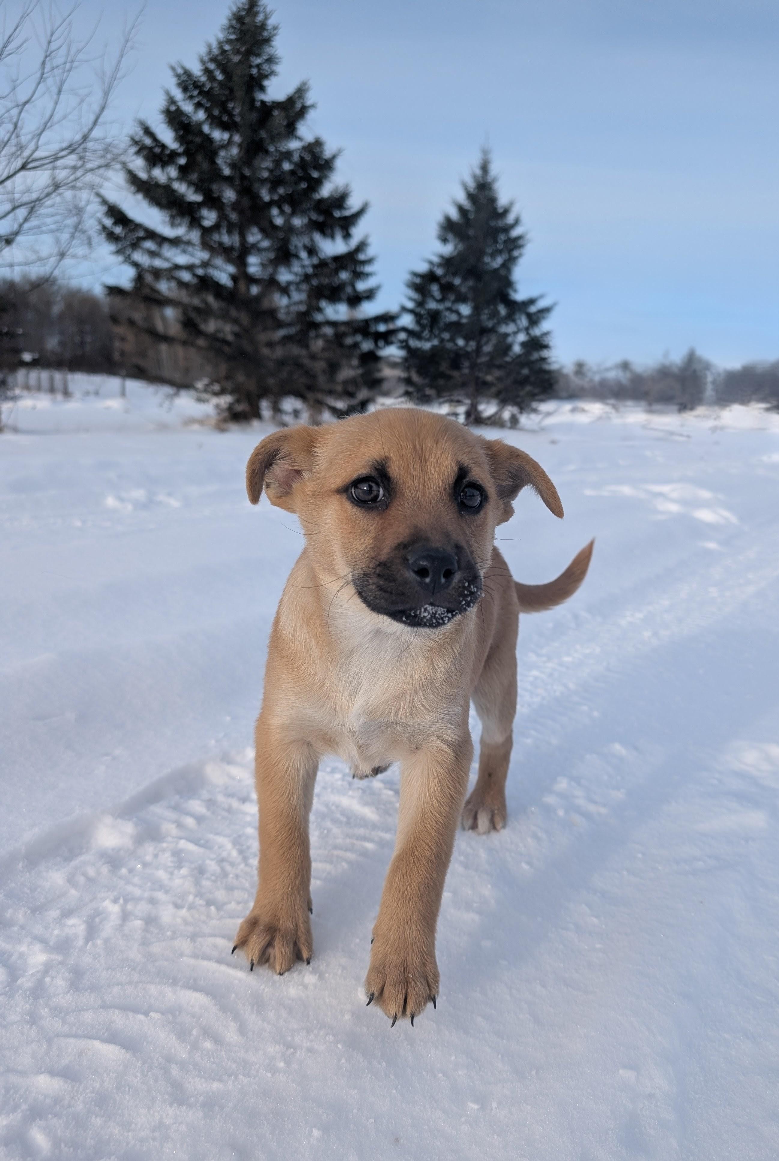 Tanner, a ADOPTABLE mixed breed in Minneapolis, MN image 2/2