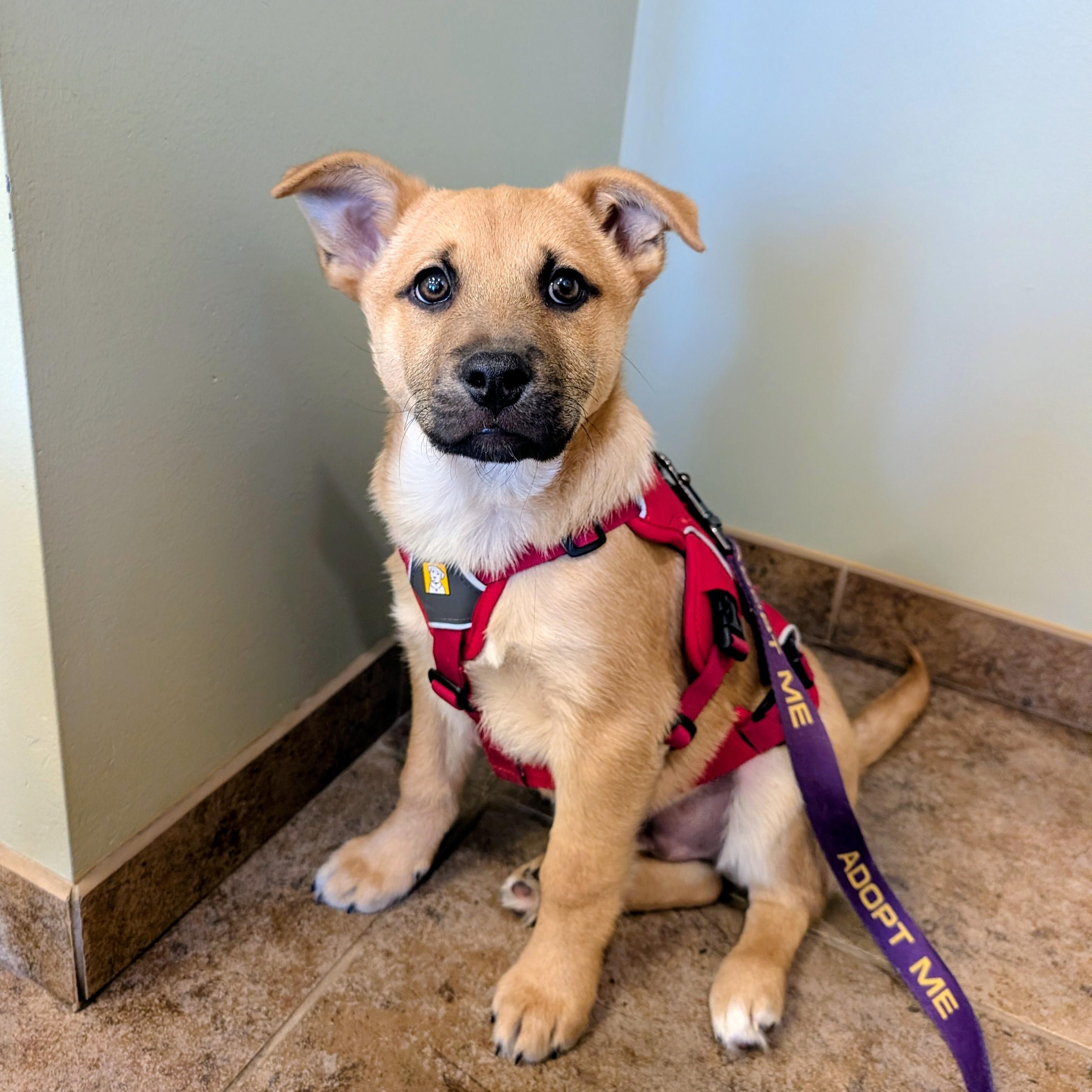 Tanner, ADOPTABLE, Puppy Male Shepherd & Retriever.