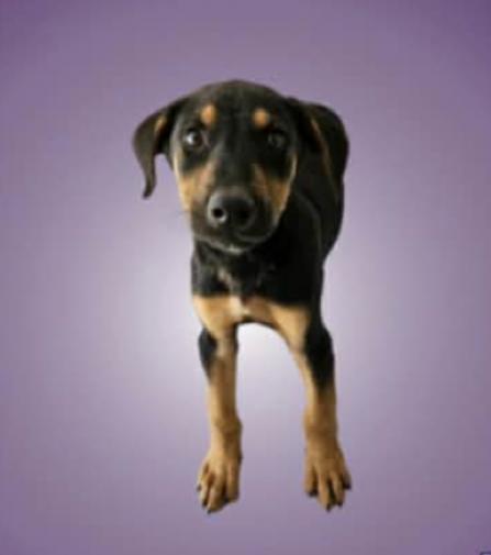 Pongo, ADOPTABLE, Young Male Labrador Retriever & German Shepherd Dog.