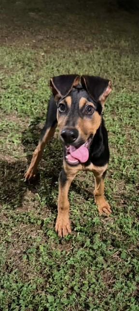 Enlarge Pongo, a ADOPTABLE mixed breed in Elgin, IL image 2/3