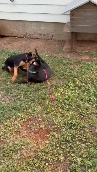 Enlarge Pongo, a ADOPTABLE mixed breed in Elgin, IL video 3/3