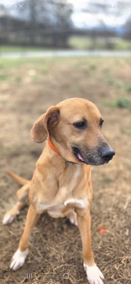 Respie, Adoptable, Adult Female Mixed Breed & Mixed Breed.