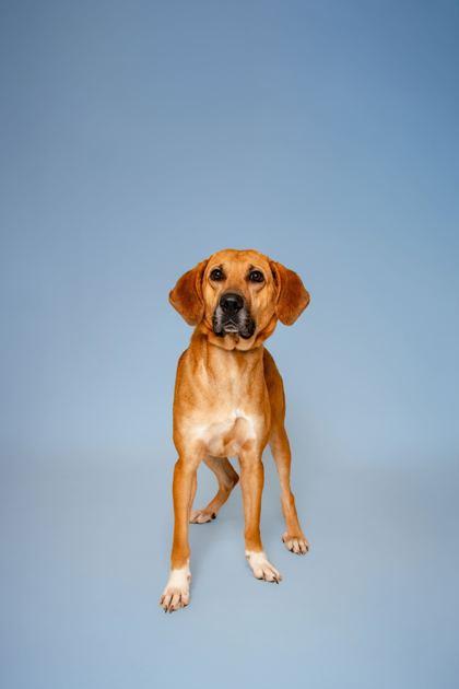 Enlarge Respie, a Adoptable mixed breed in Sevierville, TN image 2/3