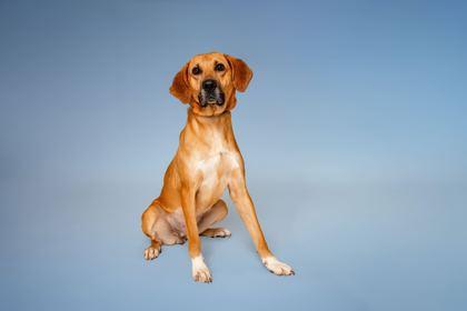 Enlarge Respie, a Adoptable mixed breed in Sevierville, TN image 3/3