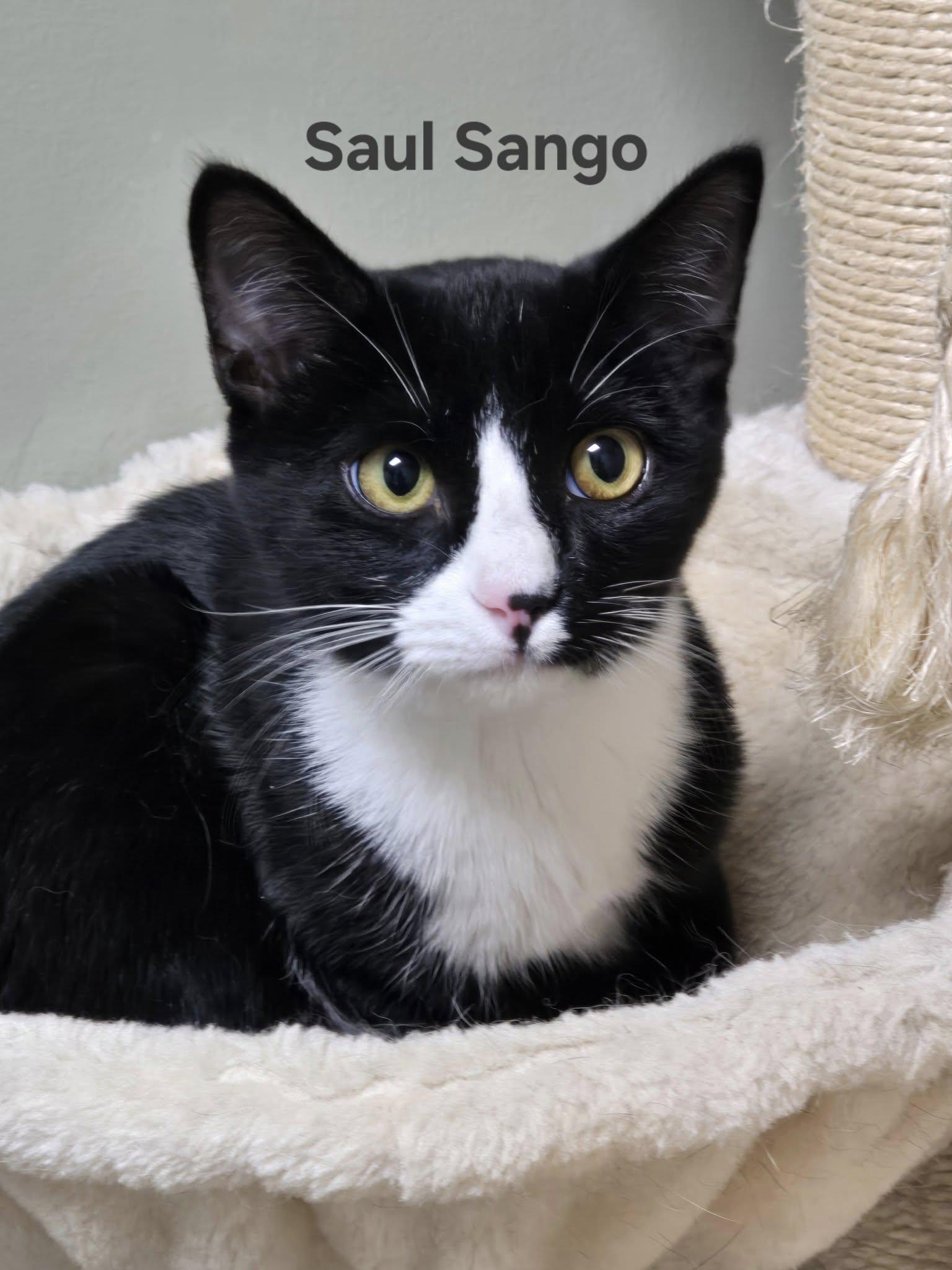 Enlarge Saul Sango, a Adoptable Domestic Short Hair in Clarksville, TN image 1/3