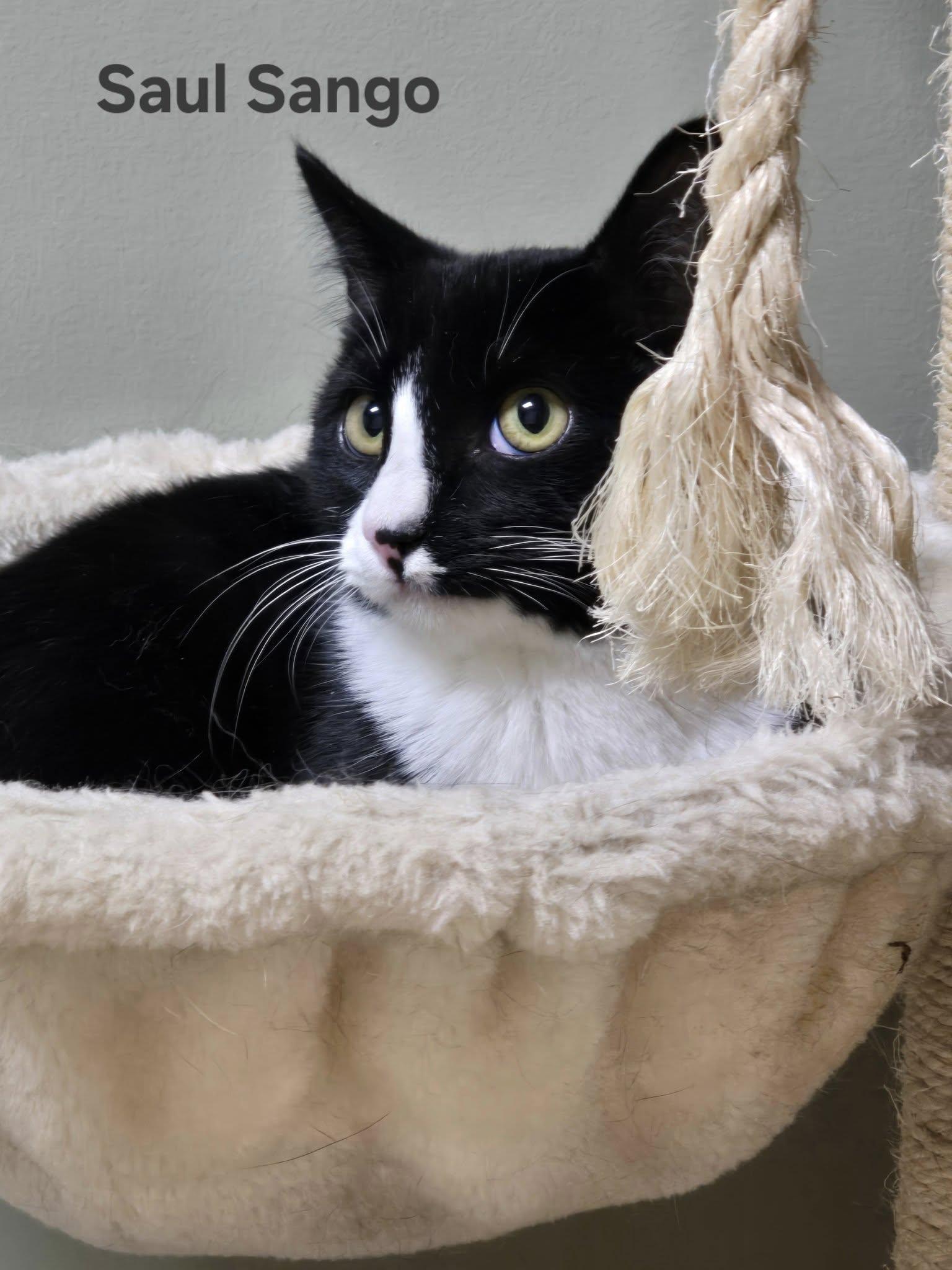 Enlarge Saul Sango, a Adoptable Domestic Short Hair in Clarksville, TN image 2/3