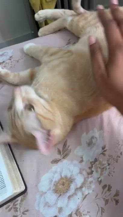 Enlarge Goldie, a ADOPTABLE Domestic Short Hair in New York, NY video 1/1