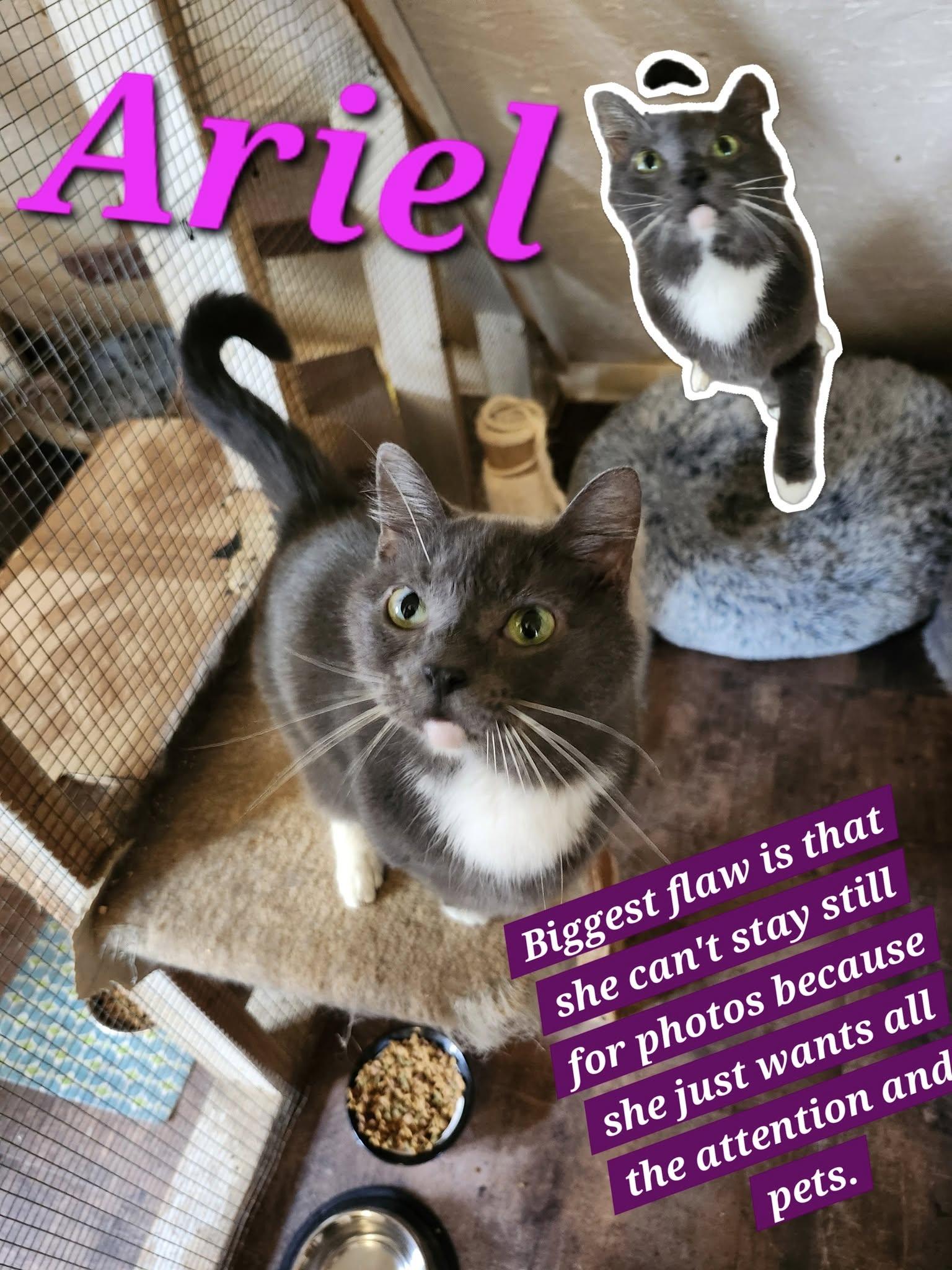 Enlarge Ariel, a Adoptable Domestic Short Hair in Jasper, GA image 1/1
