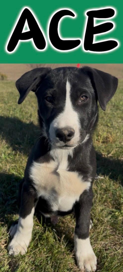 Enlarge Ace, a Adoptable mixed breed in Muncie, IN image 1/1
