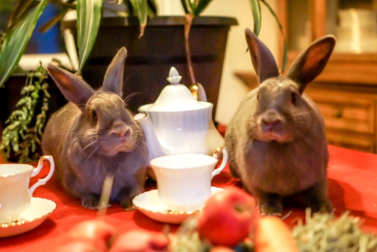 Enlarge Shadow and Noelle (South Surrey), a Adoptable Bunny Rabbit in Vancouver, BC image 2/6