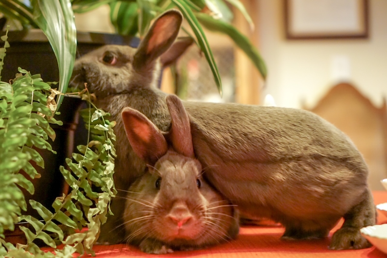 Enlarge Shadow and Noelle (South Surrey), a Adoptable Bunny Rabbit in Vancouver, BC image 3/6