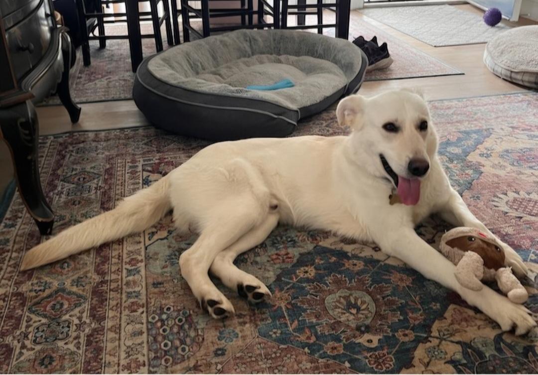 Lilo, adopted, Young Male Labrador Retriever.