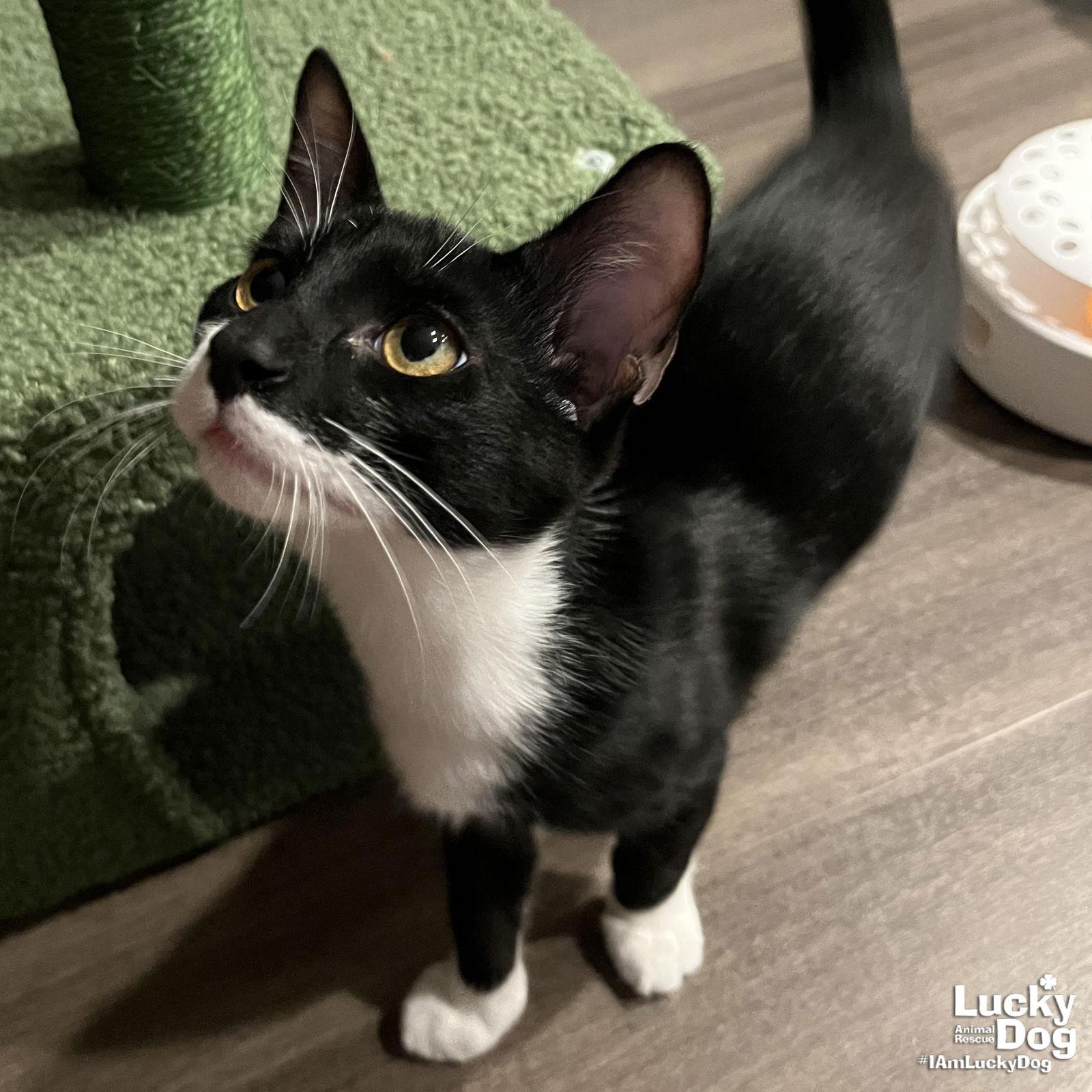 Due North, Adoptable, Young Male Domestic Short Hair.