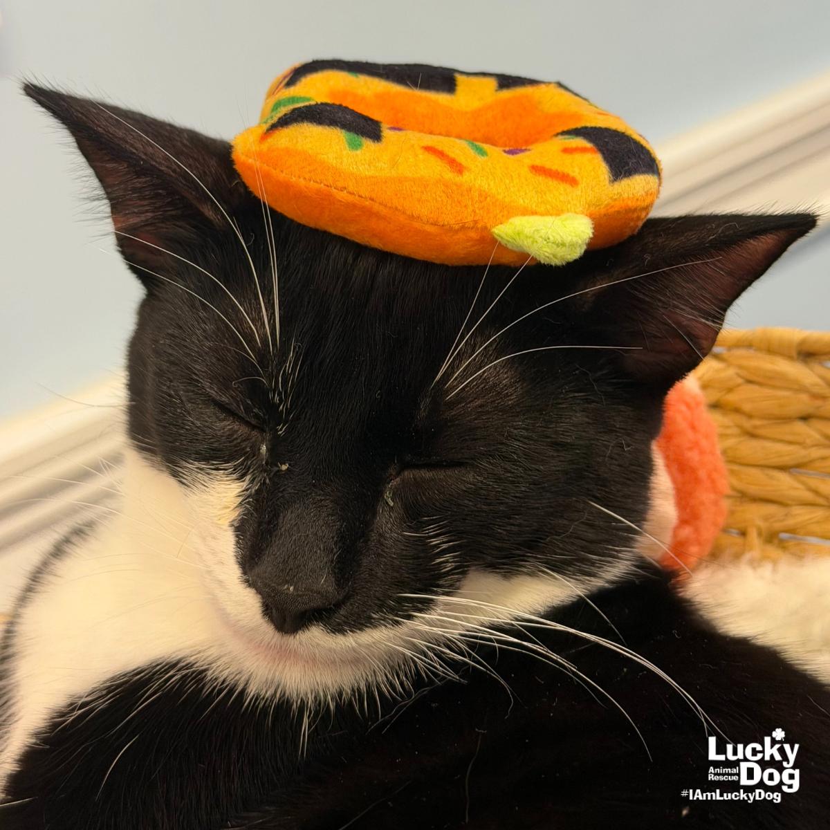 Enlarge Due North, a Adoptable Domestic Short Hair in Washington, DC image 3/3