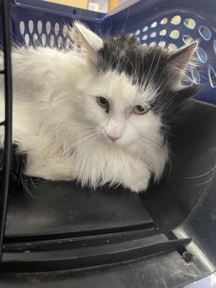 Snowey, Adoptable, Adult Male Domestic Long Hair & Domestic Short Hair.